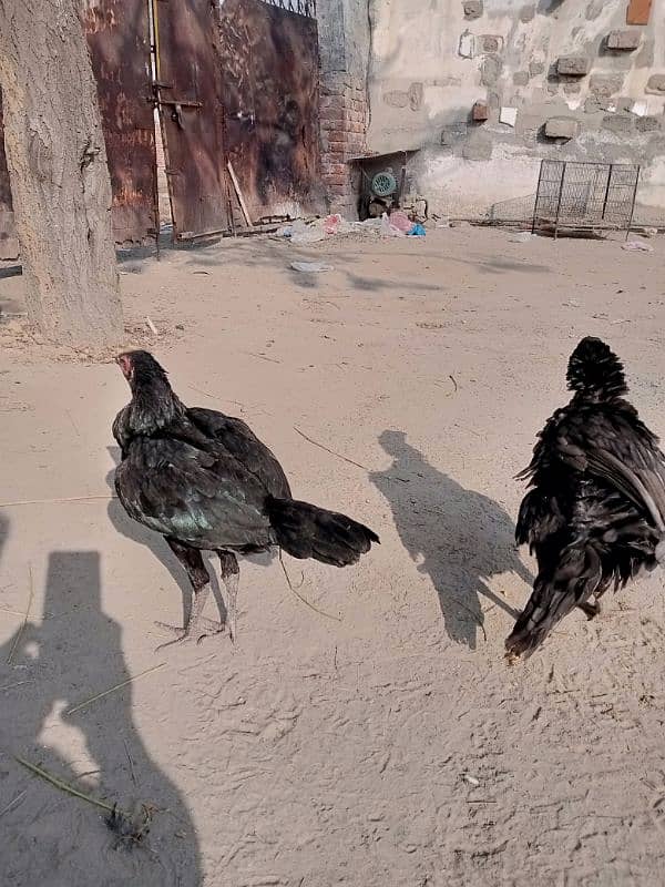 aseel pathiyan chicks murghiyan for sale 3