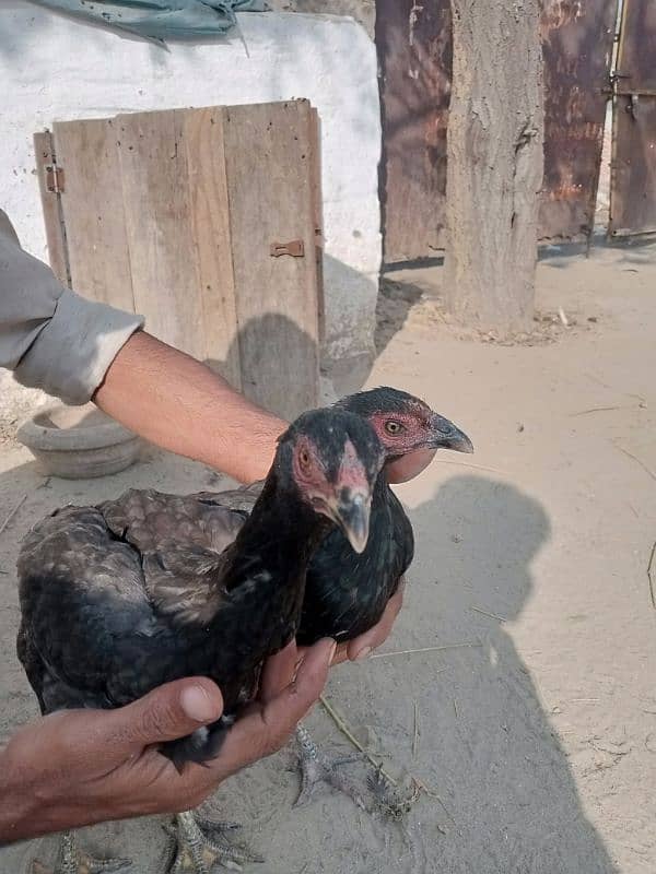 aseel pathiyan chicks murghiyan for sale 5