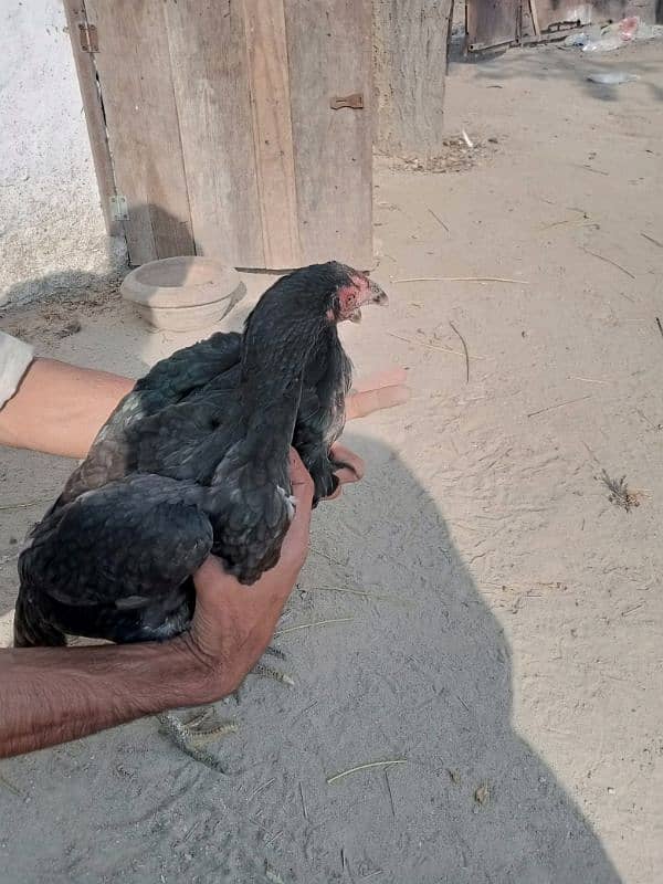 aseel pathiyan chicks murghiyan for sale 6