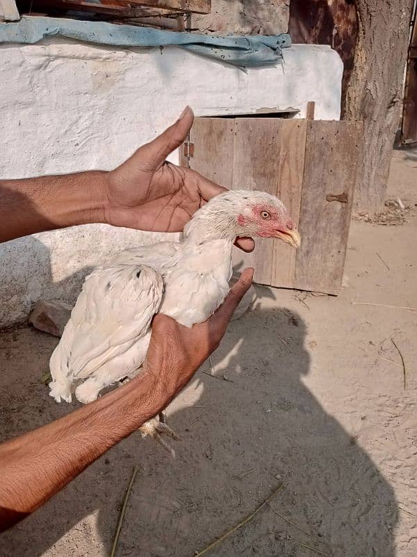 aseel pathiyan chicks murghiyan for sale 8