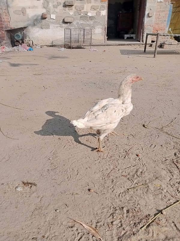 aseel pathiyan chicks murghiyan for sale 10