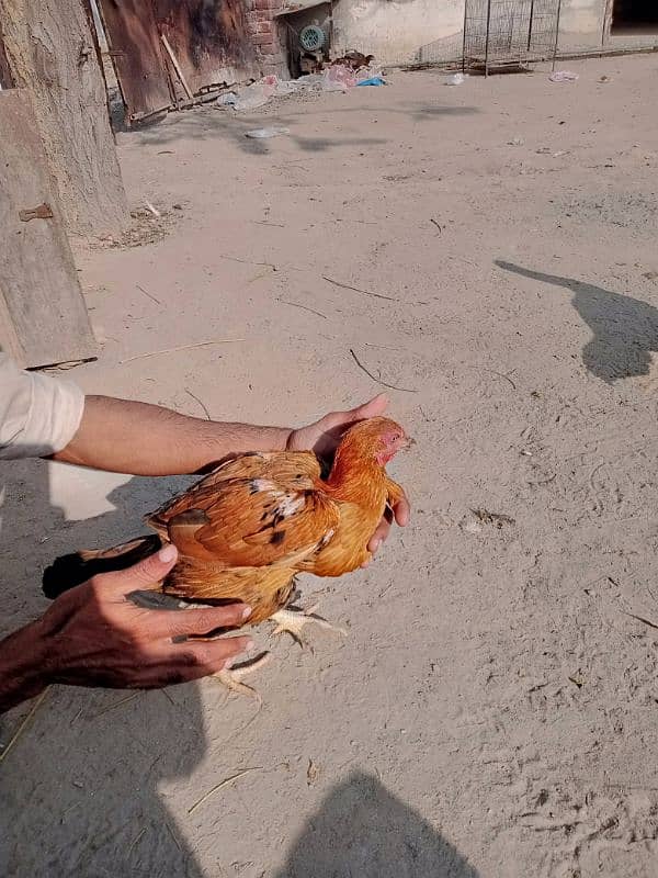 aseel pathiyan chicks murghiyan for sale 12