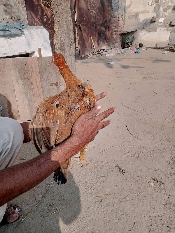 aseel pathiyan chicks murghiyan for sale 13