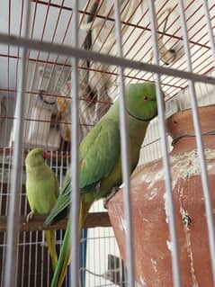 18,000/=    Green Ringneck Breeder Pair ۔. . .