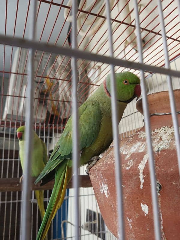 18,000/=    Green Ringneck Breeder Pair ۔. . . 1