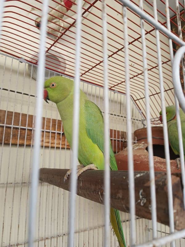 18,000/=    Green Ringneck Breeder Pair ۔. . . 2