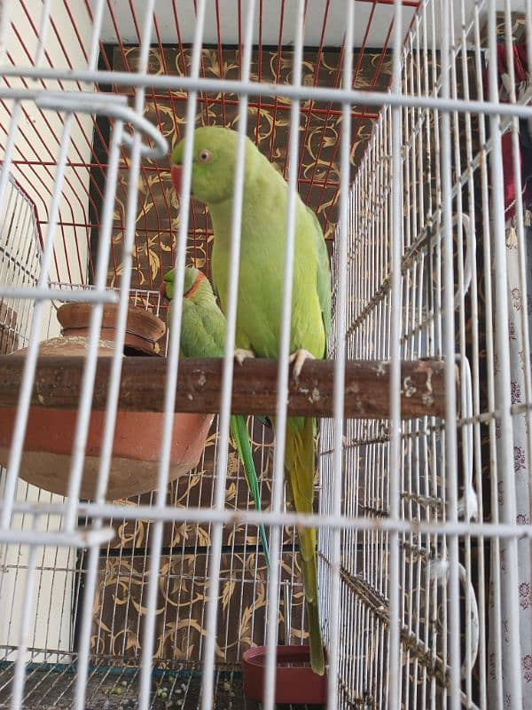 18,000/=    Green Ringneck Breeder Pair ۔. . . 3