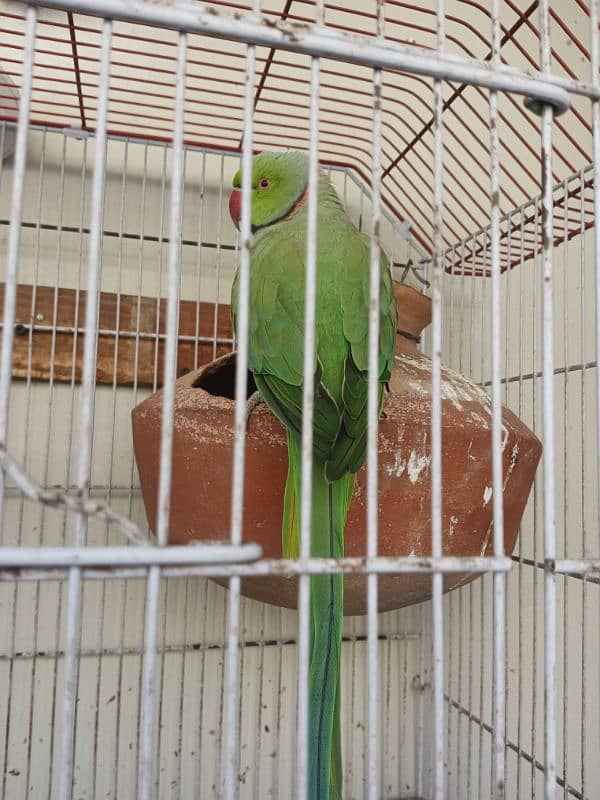 18,000/=    Green Ringneck Breeder Pair ۔. . . 4