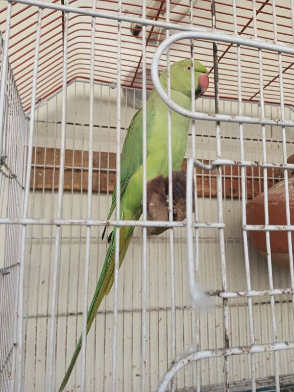 18,000/=    Green Ringneck Breeder Pair ۔. . . 5