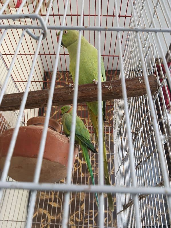 18,000/=    Green Ringneck Breeder Pair ۔. . . 6