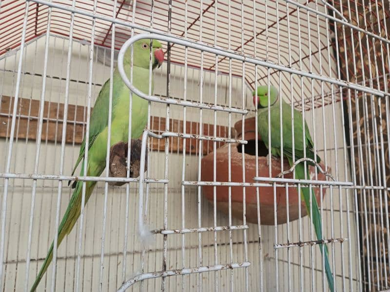 18,000/=    Green Ringneck Breeder Pair ۔. . . 7