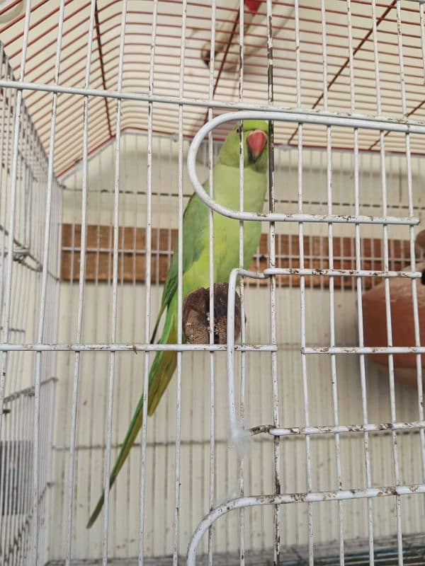 18,000/=    Green Ringneck Breeder Pair ۔. . . 8