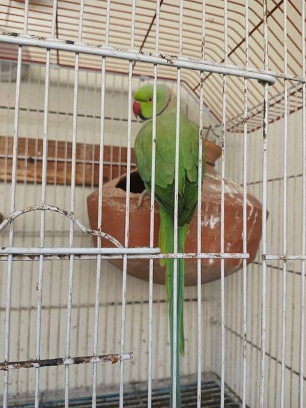 18,000/=    Green Ringneck Breeder Pair ۔. . . 9