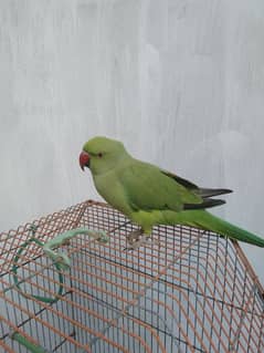 Green parrot