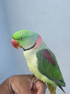 raw parrot urgent  fully active hand tame