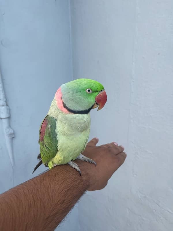 raw parrot urgent  fully active hand tame 1