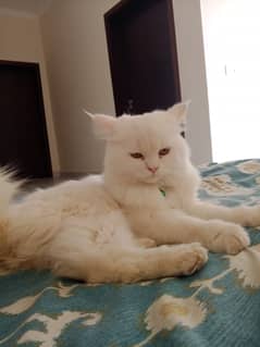 White Persian kittens pair