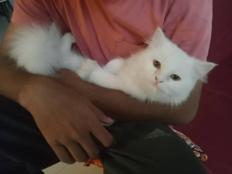 White Persian kittens pair 2