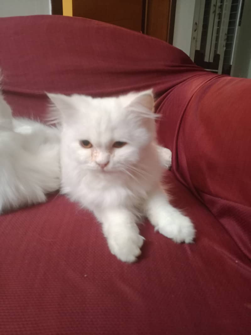 White Persian kittens pair 3