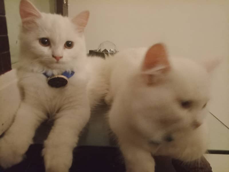 White Persian kittens pair 4