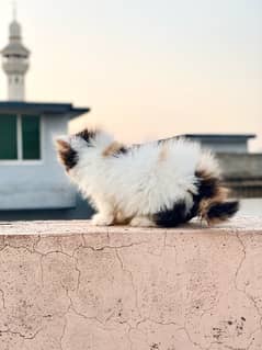 CFA lineage female Persian Kitten in Peke Piki Peki Face