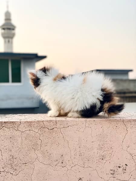 CFA lineage female Persian Kitten in Peke Piki Peki Face 0