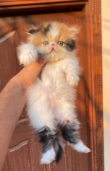 CFA lineage female Persian Kitten in Peke Piki Peki Face 1