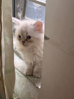 Triple coat persian kitten