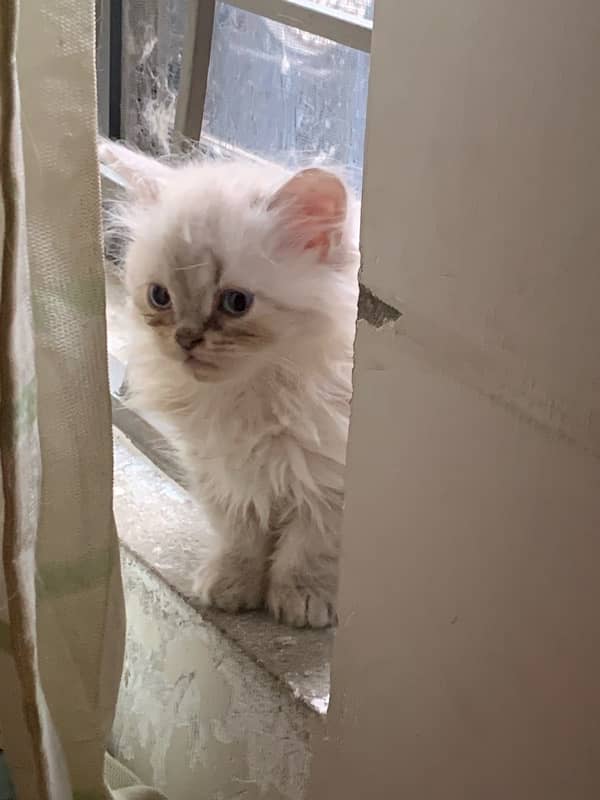 Triple coat persian kitten 0