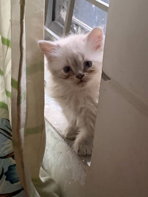 Triple coat persian kitten 1