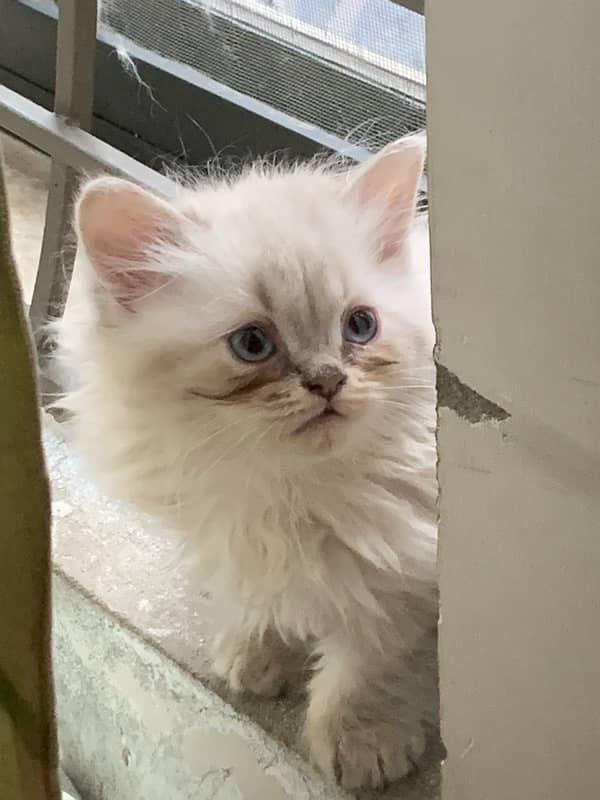 Triple coat persian kitten 2