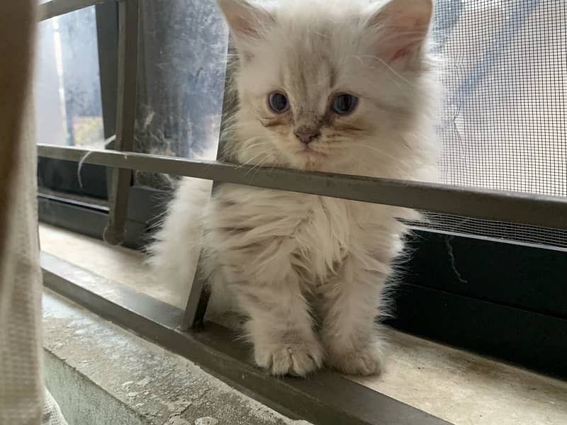 Triple coat persian kitten 3