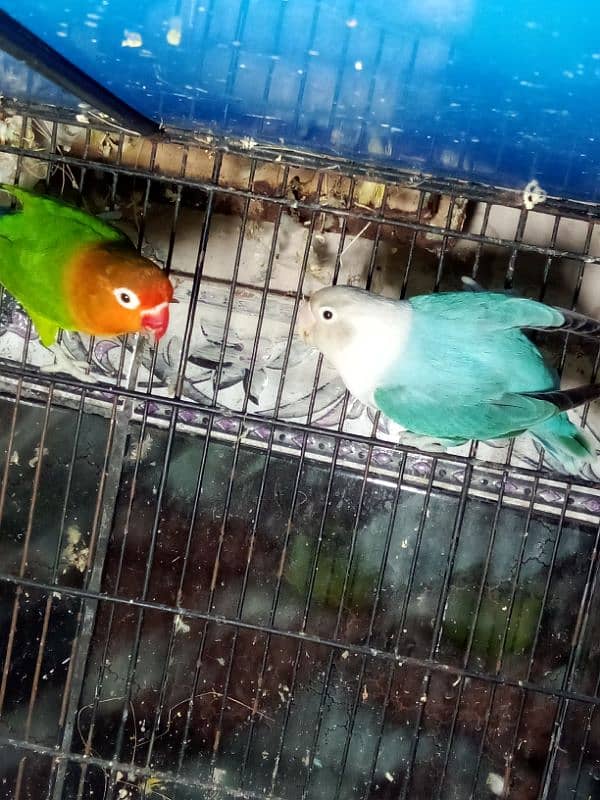 Blue opline female green fesher male split opline breeder pair 3