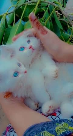 Persian Cats Kitten Blue Eyes Age 45day