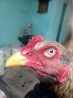 pure mianwali young patha black jawa in white eyes for sale