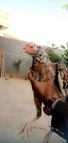 aseel hen for sale