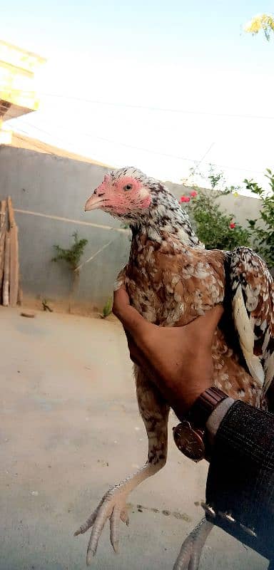 aseel hen for sale 0