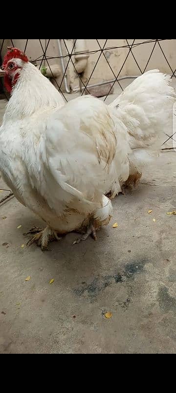 White Bantam Trio (Read Description) 0