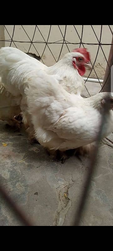 White Bantam Trio (Read Description) 1