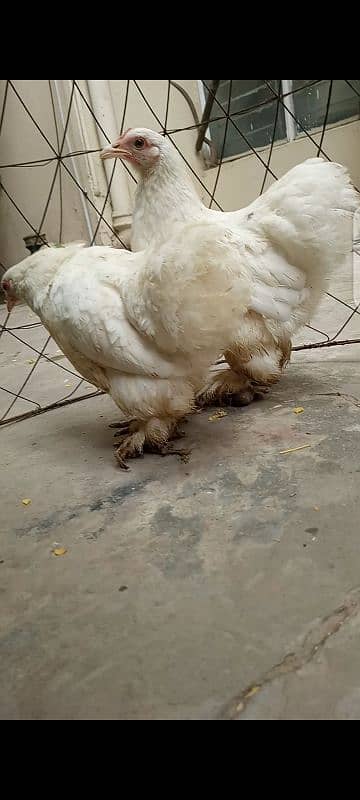 White Bantam Trio (Read Description) 3