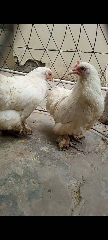 White Bantam Trio (Read Description) 4