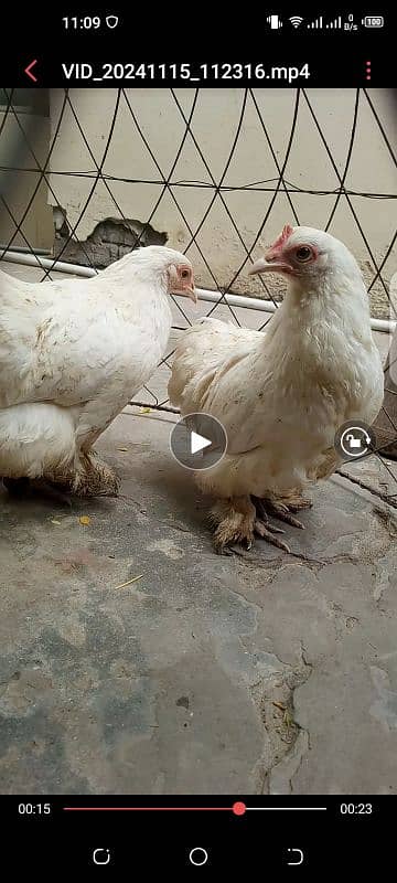 White Bantam Trio (Read Description) 5