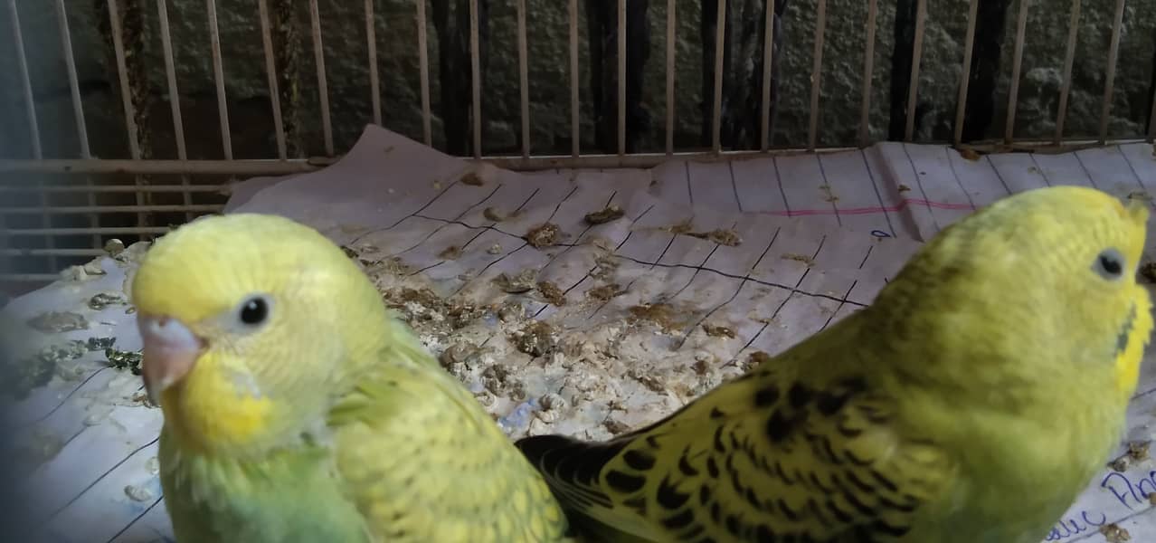 Budgies pathy 4