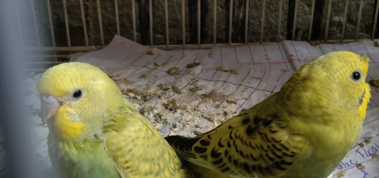 Budgies pathy 5