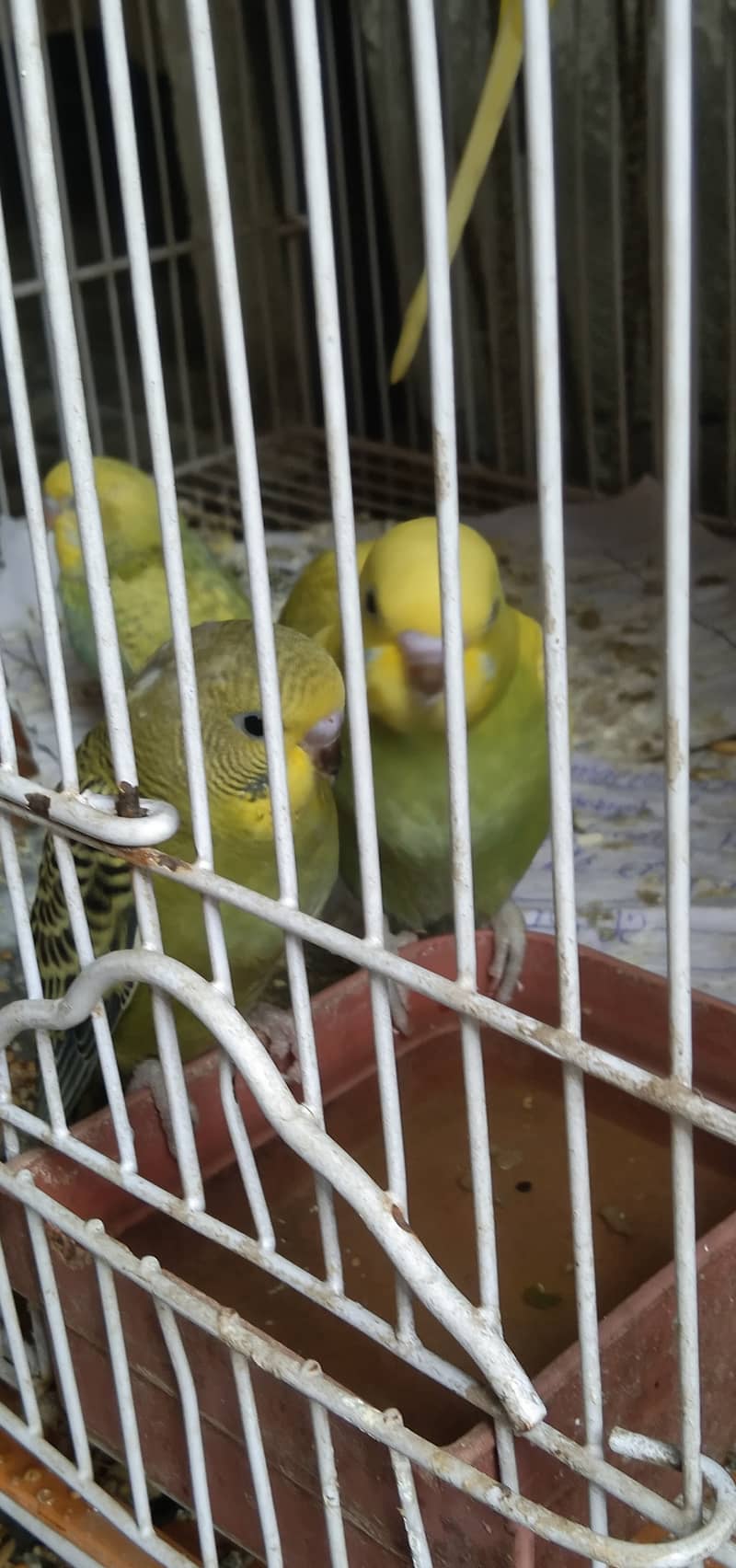 Budgies pathy 6