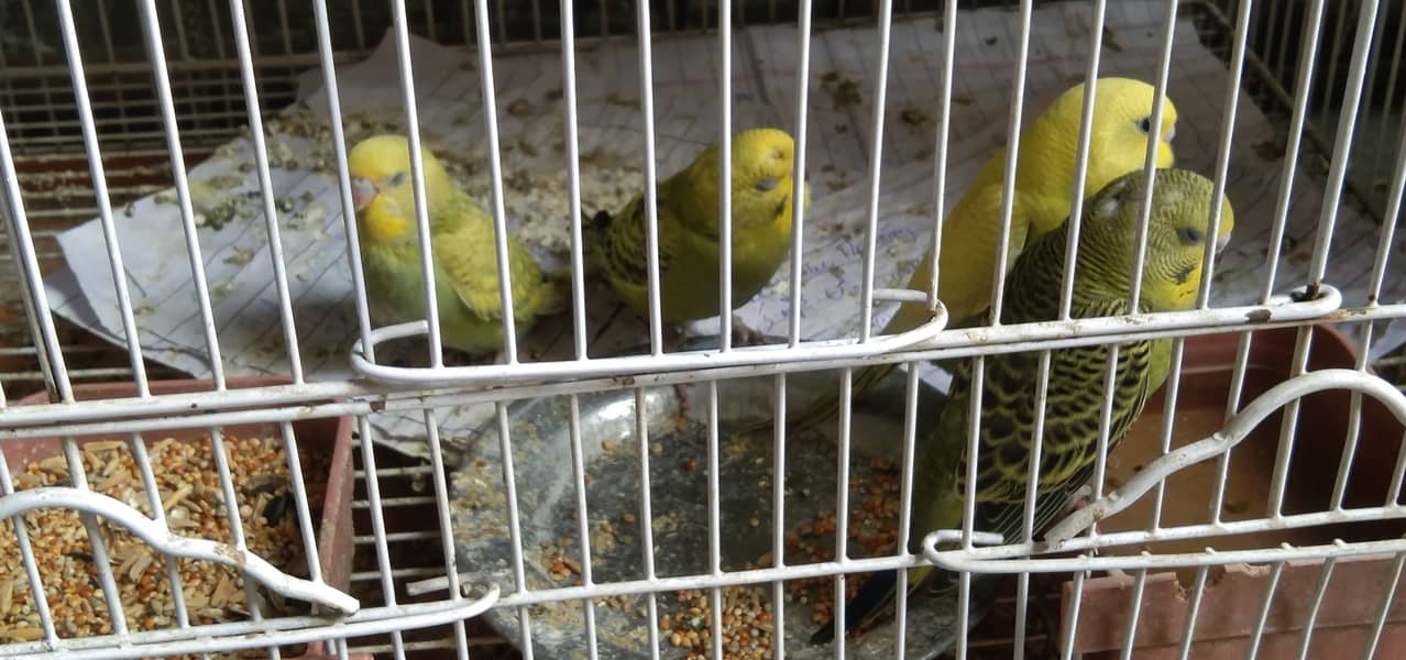 Budgies pathy 7