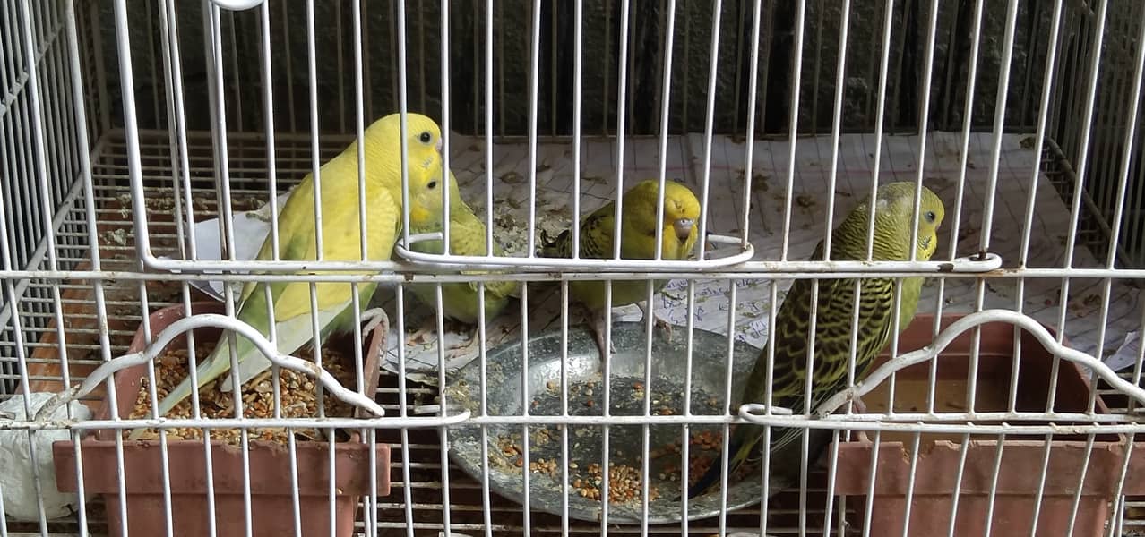 Budgies pathy 10