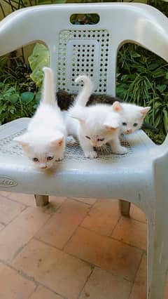 White Persian blue eyes kittens (Negotiable price)