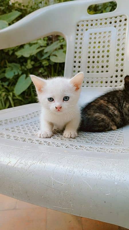 White Persian blue eyes kittens (Negotiable price) 1