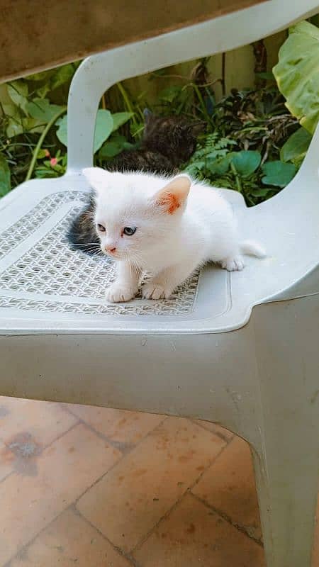 White Persian blue eyes kittens (Negotiable price) 2